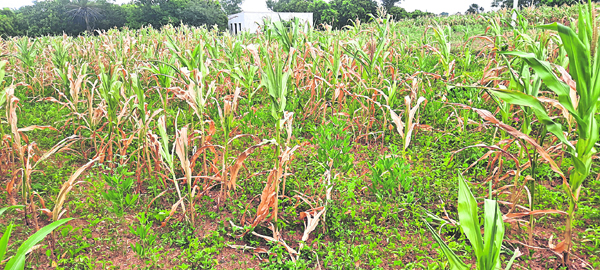 ఎండుతున్న పంటలు