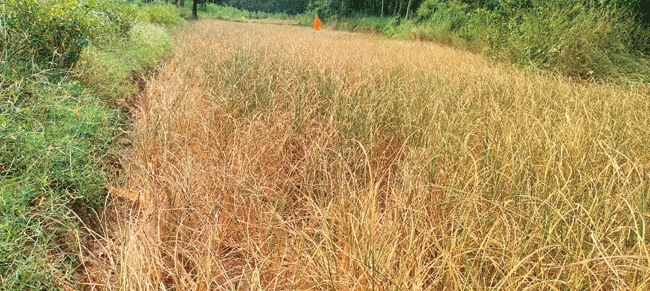 ఖరీఫ్‌ నష్టమే!