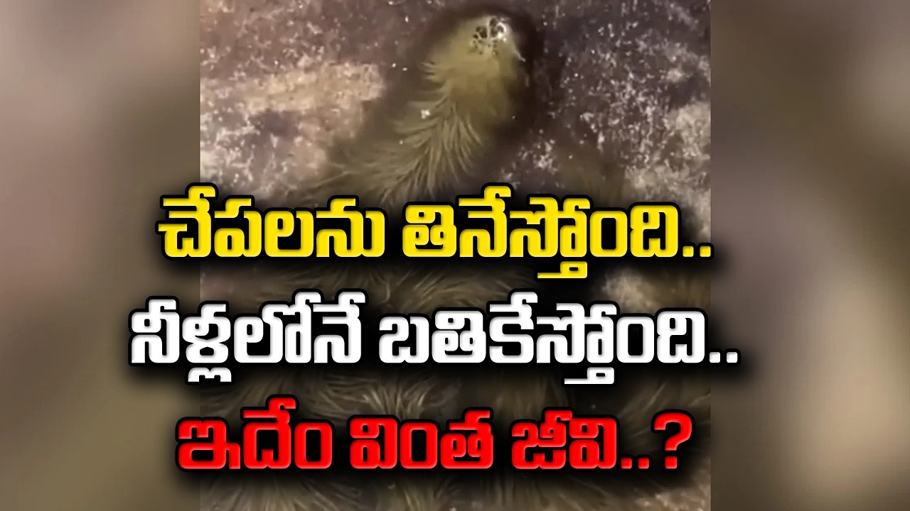 Viral Video: బాబోయ్.. ఇదేం వింత జీవి..? ఒళ్లంతా జుట్టు.. తల మాత్రమే వెరైటీగా కనిపిస్తూ.. పాములాగా పాకుతూ..!