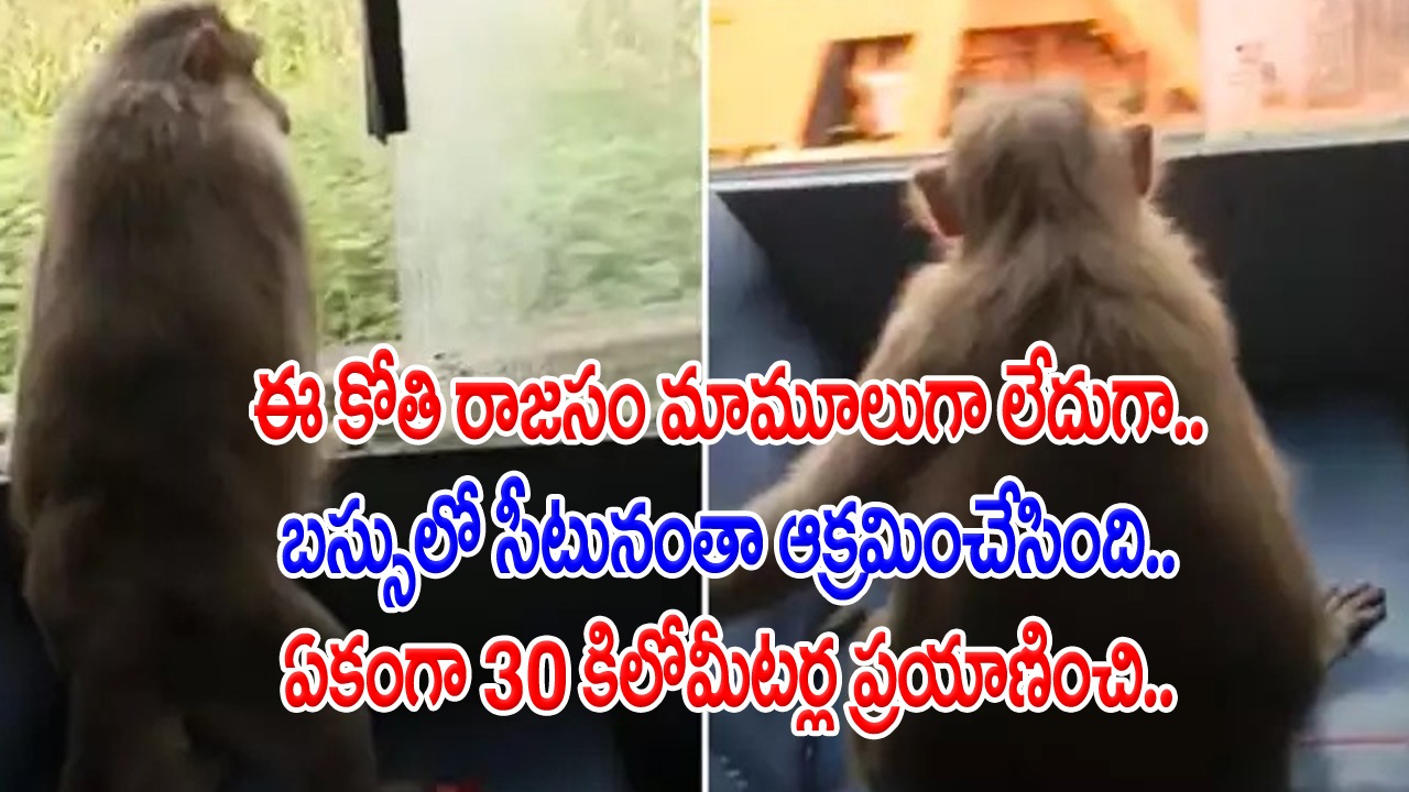 Monkey in Bus: రూపాయి ఖర్చు లేకుండా 30 కిలోమీటర్ల జర్నీ.. హాయిగా విండో సీట్లో కూర్చుని మరీ ఎంజాయ్ చేసిన కోతి..!