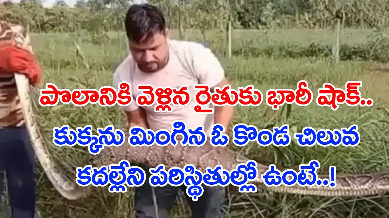 Python Swallowing Dog: కుక్కను అమాంతం మింగేసిన కొండ చిలువ.. పొలంలోనే ...