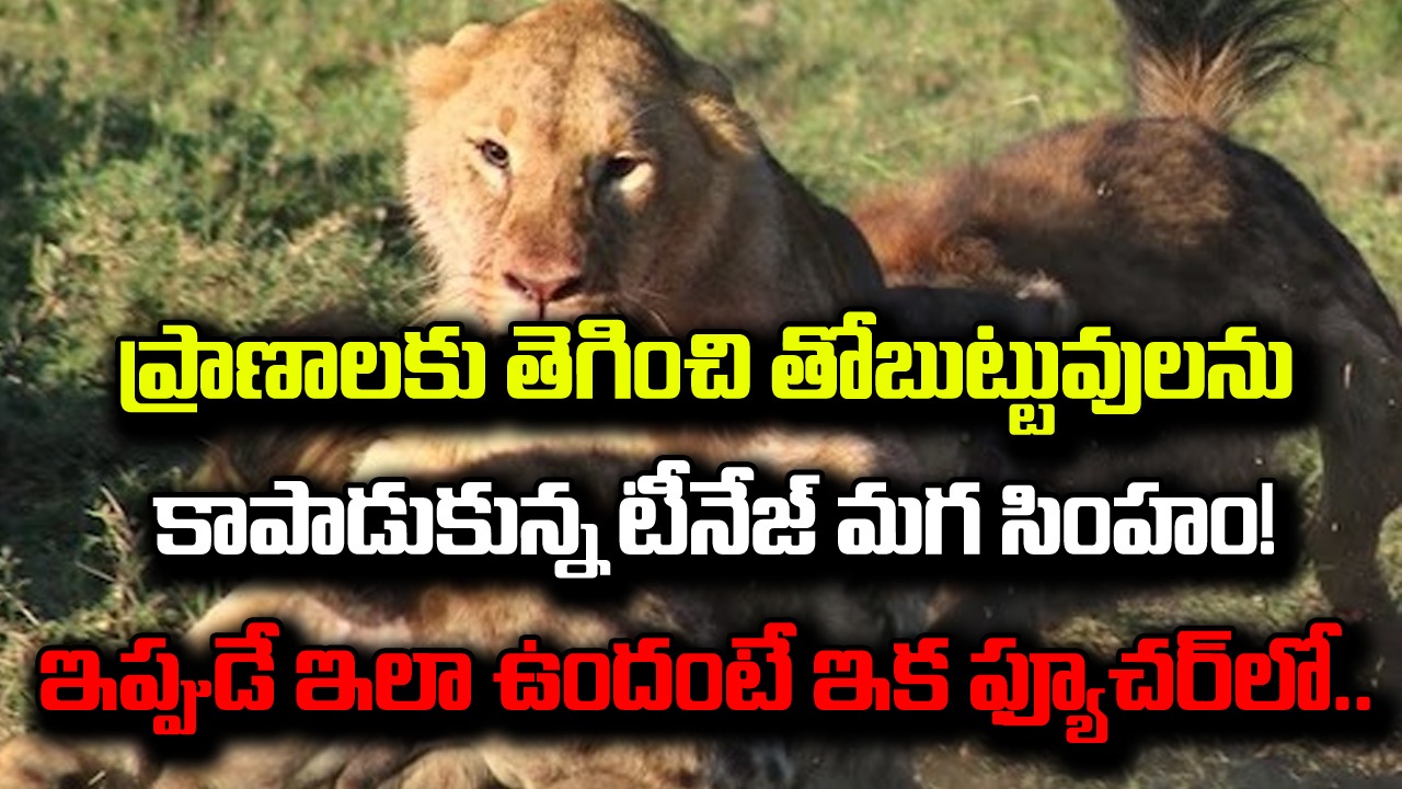 Viral Video: ప్రాణాలకు తెగించి తోబుట్టువులను కాపాడిన టీనేజ్ మగ సింహం..ఇప్పుడే ఇలా ఉందంటే..