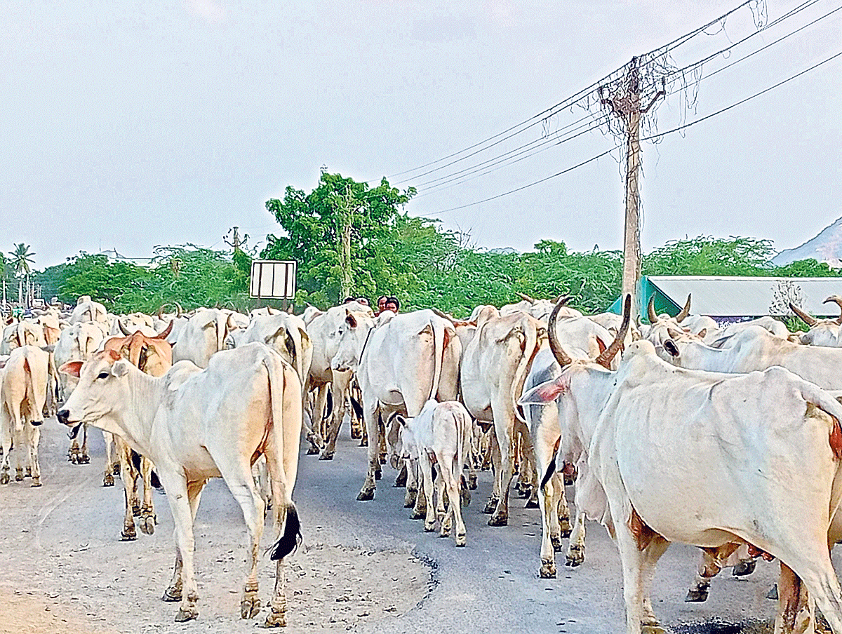 Samad Cow స్వగ్రామాలకు ఆవుల మంద | Herd of cows to native villages