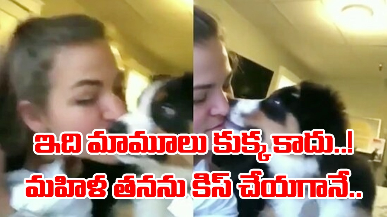 Viral: బాబోయ్.. ఈ కుక్క మామూలు కాదు.. మహిళ తనను కిస్ చేయగానే.. 