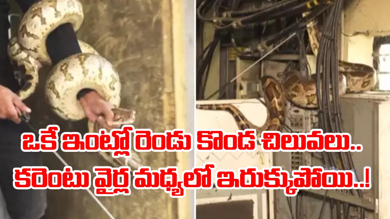 Python Video: కరెంటు వైర్లలో ఇరుక్కుపోయిన కొండ చిలువలు.. ఎటూ వెళ్లలేక ఇబ్బందులు.. చివరకు ఎలా బయటకు తీశారంటే..!