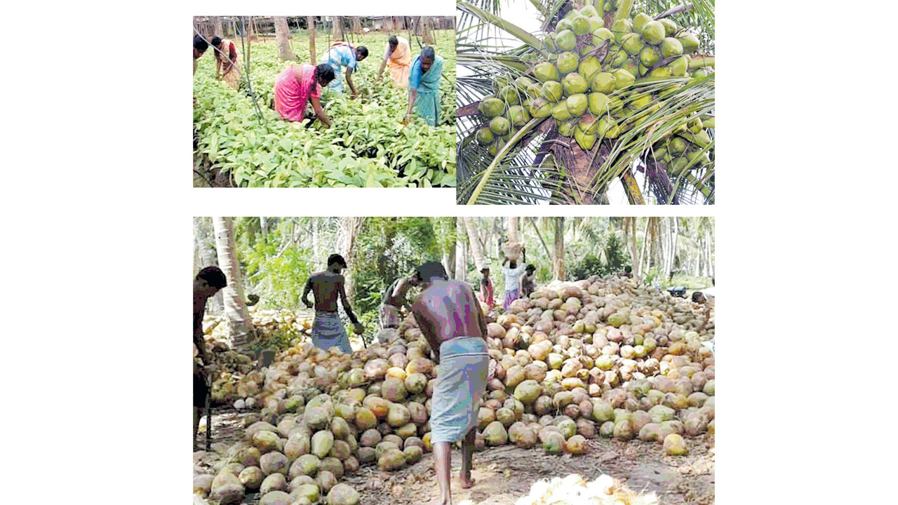 నష్టాల్లో కొబ్బరి రైతులు