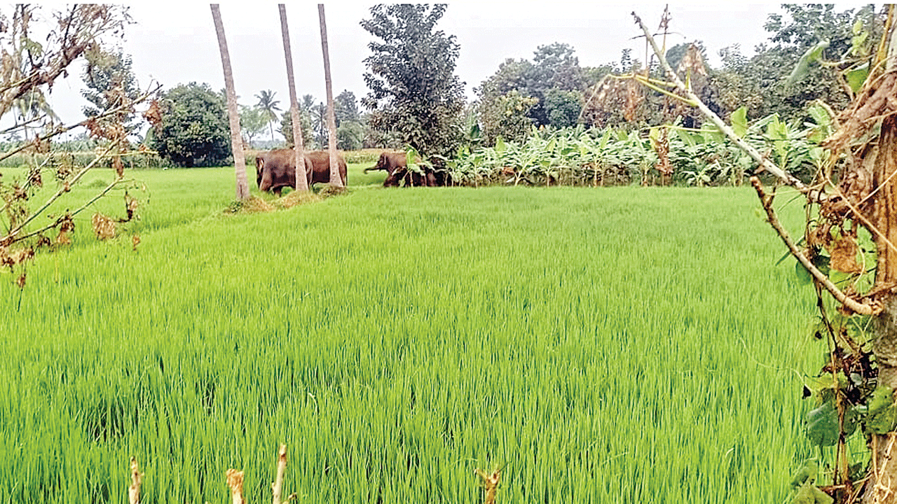 గజరాజుల బీభత్సం | The distress of the Gajarajas