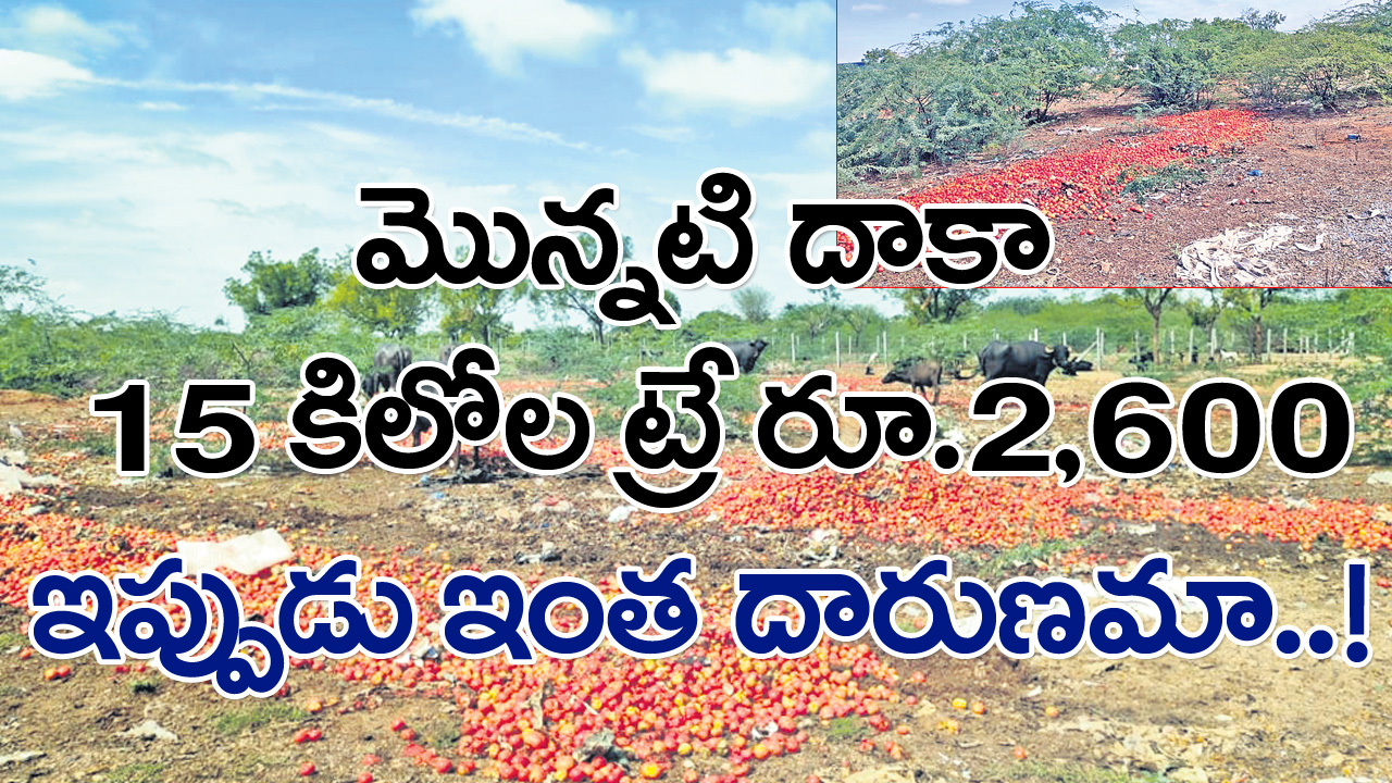 Tomatoes: దిక్కుతోచని స్థితిలో టమోటా రైతులు.. పాపం.. రోడ్డు పక్కన పారేసి పోతున్నారు !