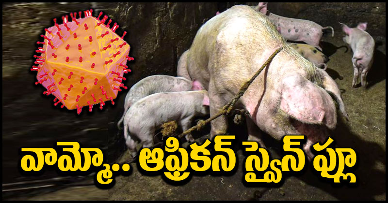 African Swine Flu: ఆఫ్రికన్ స్వైన్‌ఫ్లూ కలకలం.. అప్రమత్తమైన అధికారులు.. వాటిని చంపాలంటూ ఆదేశం