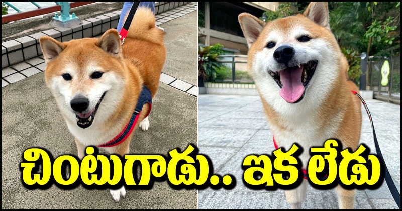 Viral Meme Dog: నవ్వులు పూయించిన ఆ చింటు ఇక లేడు.. ఆ భయంకరమైన వ్యాధితో మృతి చెందిన వైరల్ మీమ్ డాగ్