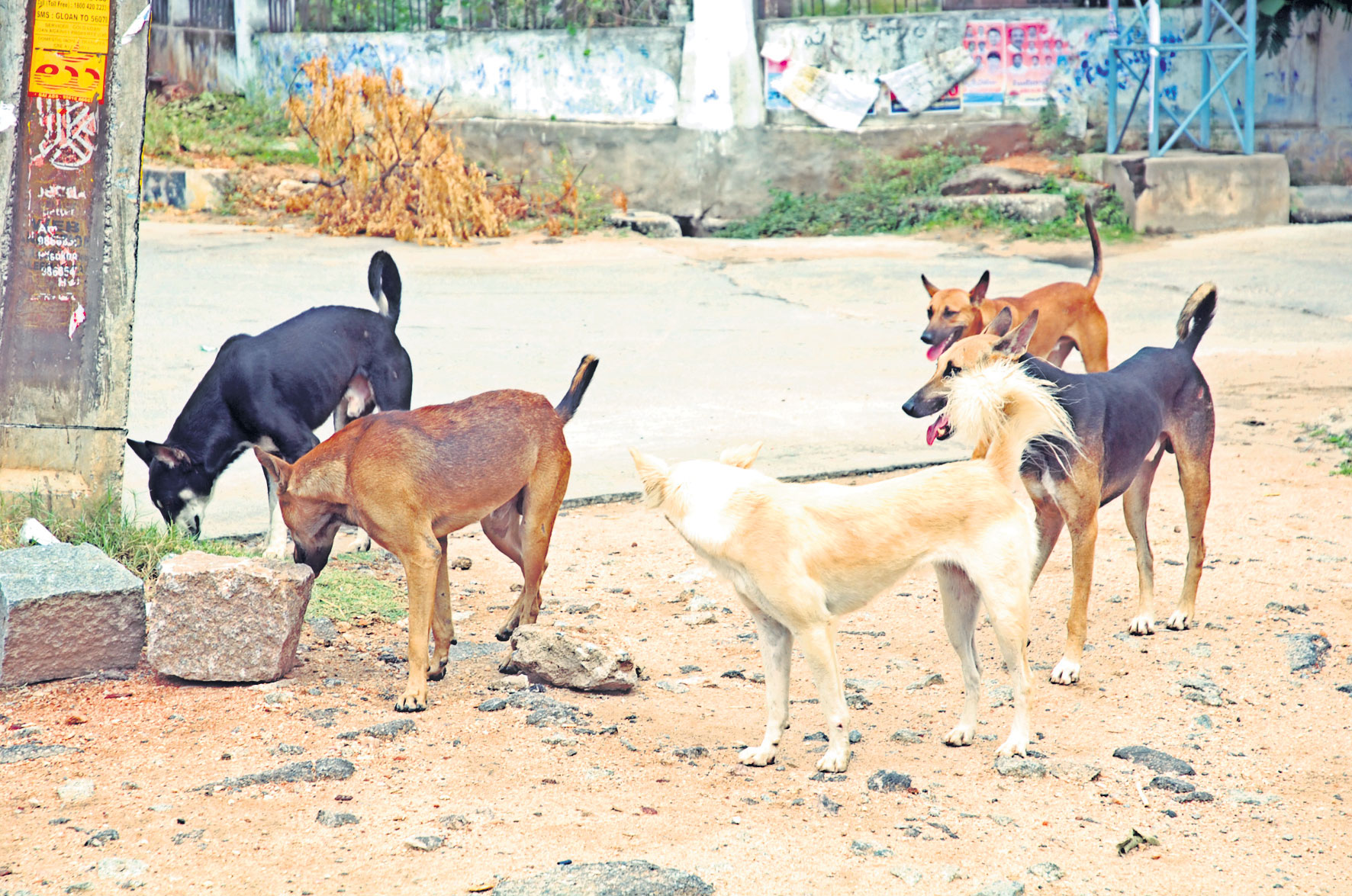‘భౌ’బోయ్‌ | 'Bhau' Boy