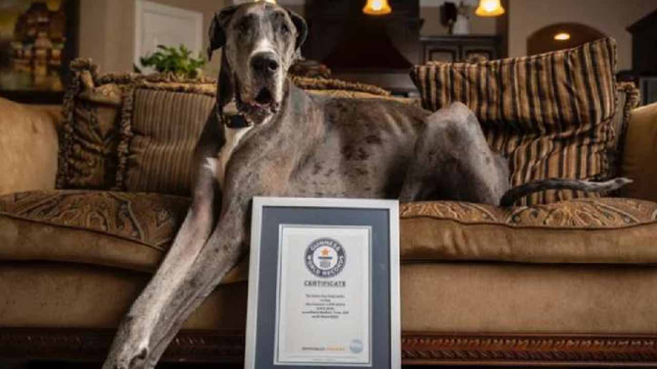 World's tallest dog: ప్రపంచంలోనే ఎత్తైన కుక్క మృతి.. బోన్ క్యాన్సర్‌తో ప్రాణాలు విడిచిన జ్యూస్