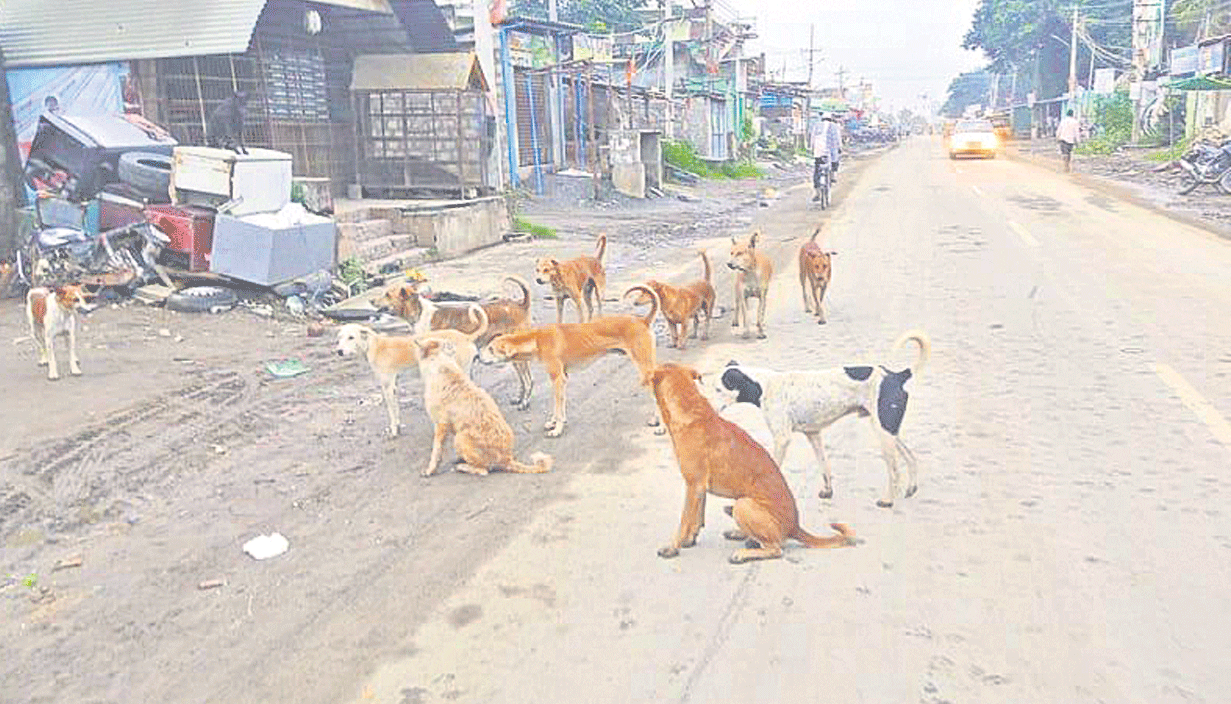బెంబేలెత్తిస్తున్న కుక్కలు, కోతులు