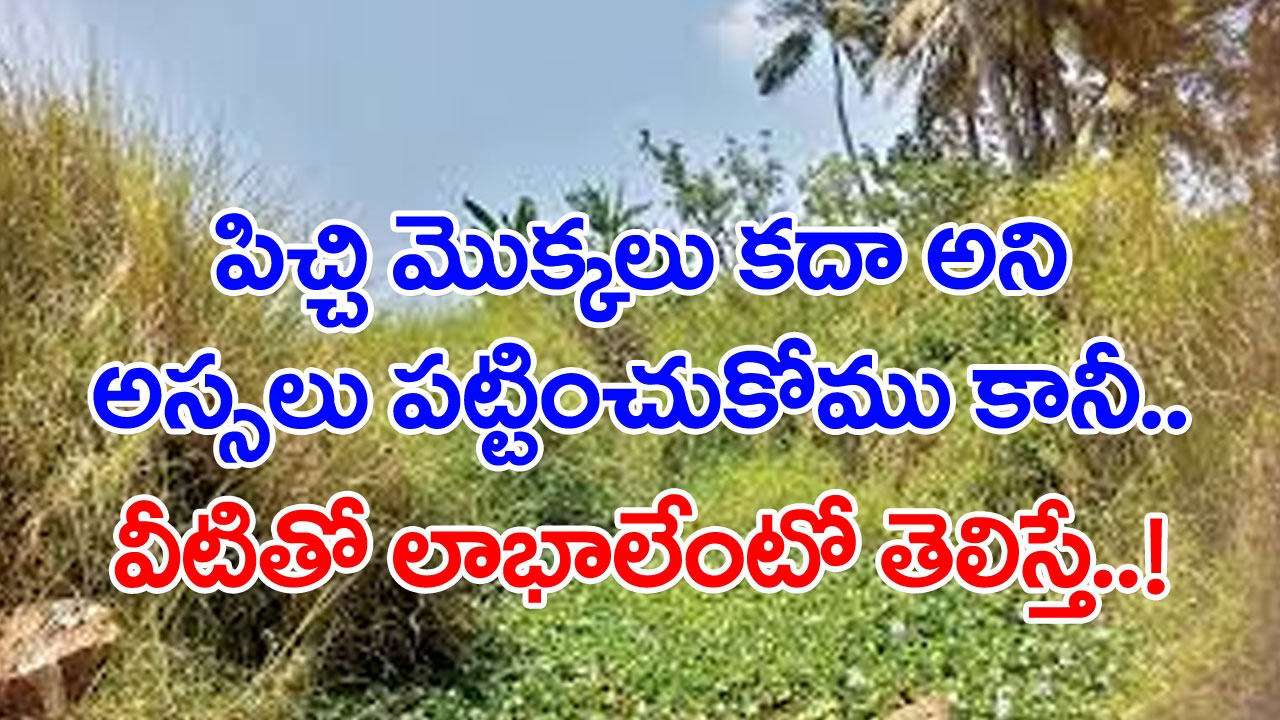 Health Facts: ఇళ్ల పక్కనో.. చెత్త కుప్పల్లోనో పెరిగే ఈ మొక్కల్ని గమనించారా..? వీటితో ఎన్ని వ్యాధులకు చెక్ పెట్టొచ్చంటే..!