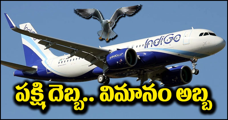 IndiGo Flight: పక్షీ.. ఎంత పని చేశావే.. విమానాన్నే హడలెత్తించావ్‌గా.. దెబ్బకు ఎమర్జెన్సీ ల్యాండింగ్