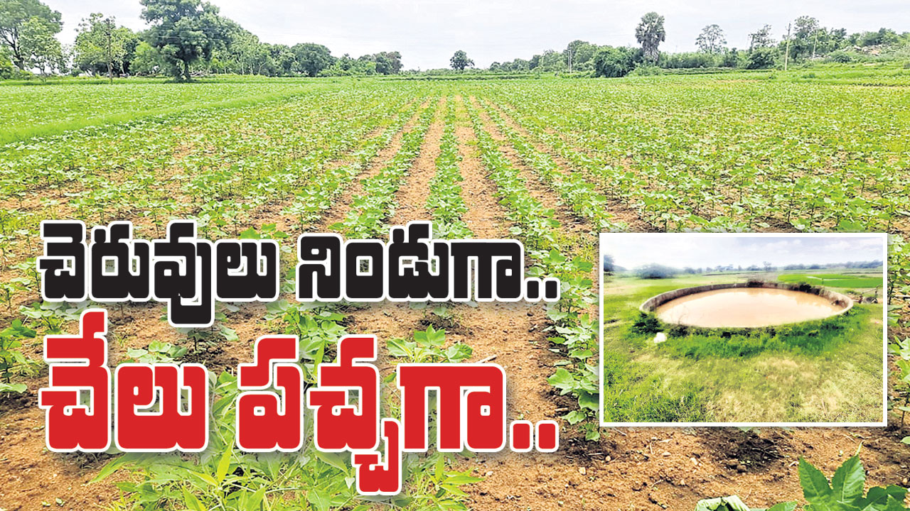 చెరువులు నిండుగా.. చేలు పచ్చగా..