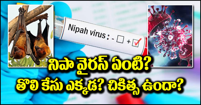 Nipah Virus: అసలు నిపా వైరస్ ఏమిటి? తొలి కేసు ఎక్కడ నమోదైంది? దీనికి చికిత్స ఏంటి?