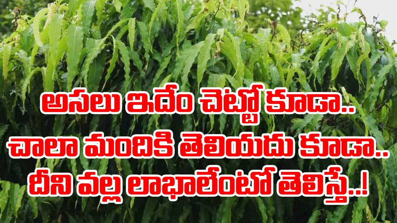 Ashoka Tree: ఊళ్లల్లో కనిపించే ఈ చెట్లను పెద్దగా పట్టించుకోరు కానీ.. సరిగ్గా వాడుకుంటే ‘మెడికల్ మిరాకిల్స్’ ఖాయం..!