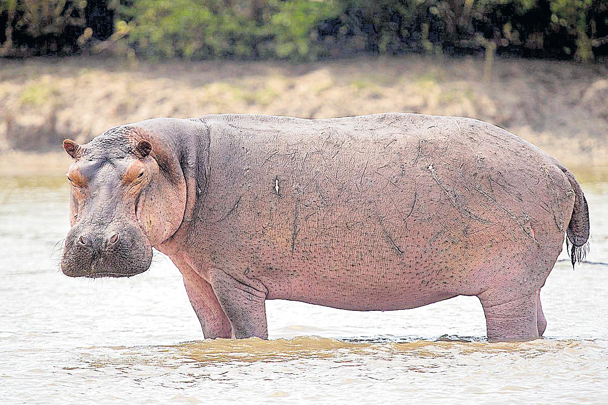 Hippopotamus: వేగంలో పోటీపడలేం 