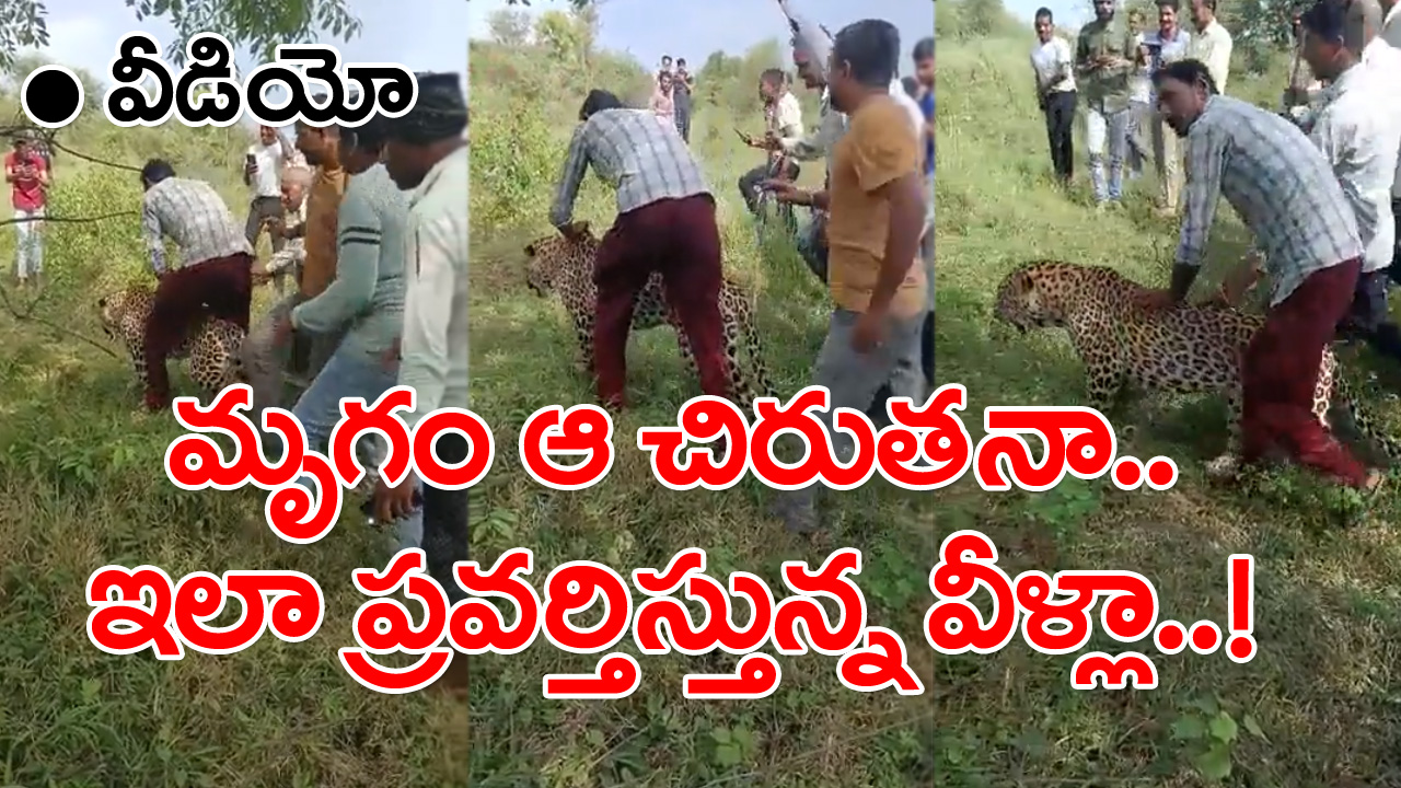 Viral Video: ఛీ..ఛీ.. ఏం మనుషులో.. పాపం ఈ చిరుత పులి..!