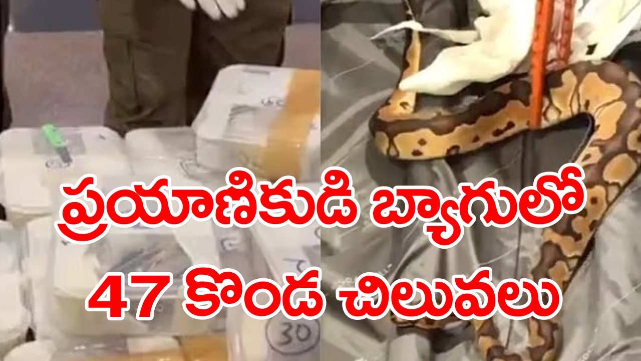 Viral News: వీడెవడండి బాబూ!.. బ్యాగులో ఏకంగా 47 కొండ చిలువలను పెట్టుకుని తిరుగుతున్నాడు