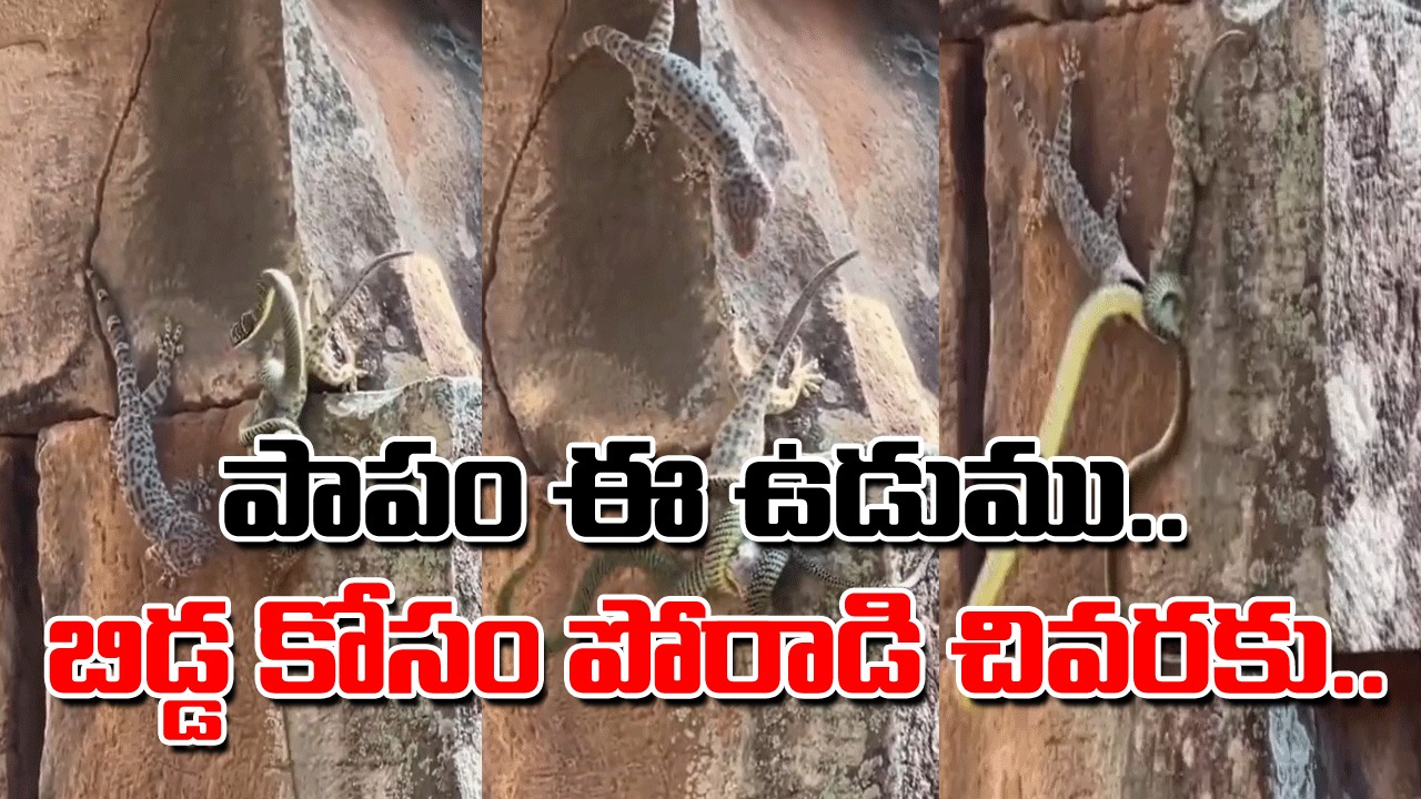 Viral Video: ఎంతైనా తల్లి కదా.. బిడ్డ ప్రాణాలు పోతుంటే చూడలేక.. ఈ తల్లి ఉడుము ఏం చేసిందో చూడండి..