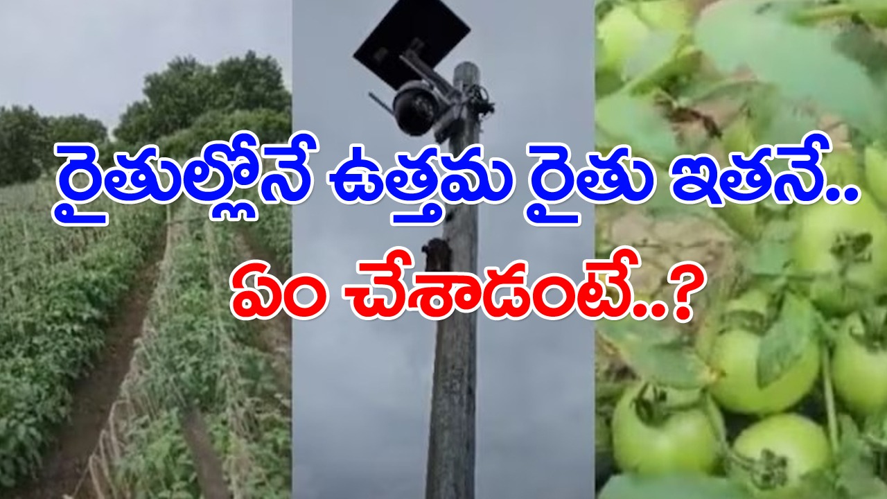 Viral News: ఈ రైతు తెలివికి సెల్యూట్ కొట్టాల్సిందే!.. టమాటా పంటను రక్షించుకోవడానికి ఏం చేశాడో చూడండి..