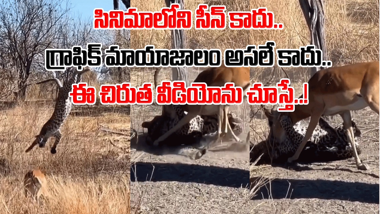 Viral Video: అమ్మ బాబోయ్.. సినిమాల్లోనే ఇలాంటి సీన్లు చూసుంటారు.. జింకపై ఓ చిరుత ఎలా అటాక్ చేసిందో చూస్తే..!
