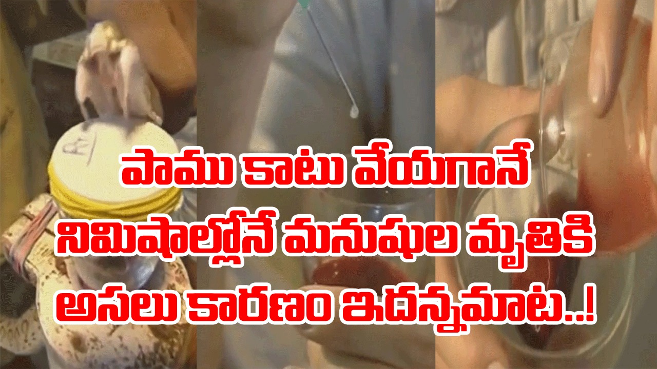 Blood vs Snake Venom Video: రక్తాన్ని ఓ గ్లాసులో పోసి.. ఒక్క చుక్క పాము విషాన్ని అందులో వేస్తే క్షణాల్లోనే షాకింగ్ సీన్..!