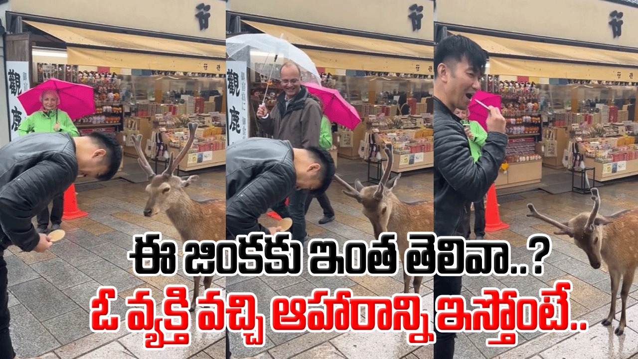Viral Video: కృతజ్ఞత అనే పదానికి అసలు సిసలు అర్థమిదే కదా.. ఆహారాన్ని ఇస్తున్న వ్యక్తిని చూసి ఈ జింక ఏం చేసిందో చూస్తే..!