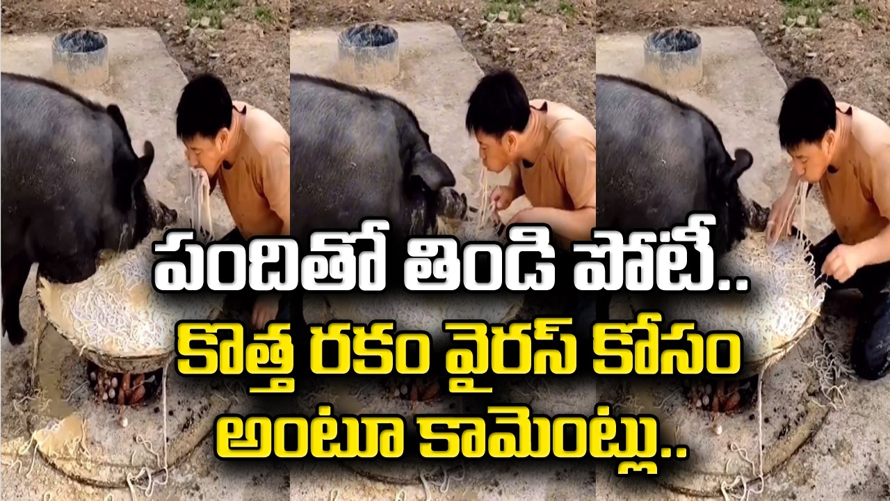 Viral Video: ఇదేం పిచ్చి సామీ.. పందితో కలిసి నూడిల్స్ తింటున్న యువకుడు.. కొత్త వైరస్ కోసం అంటూ కామెంట్లు..