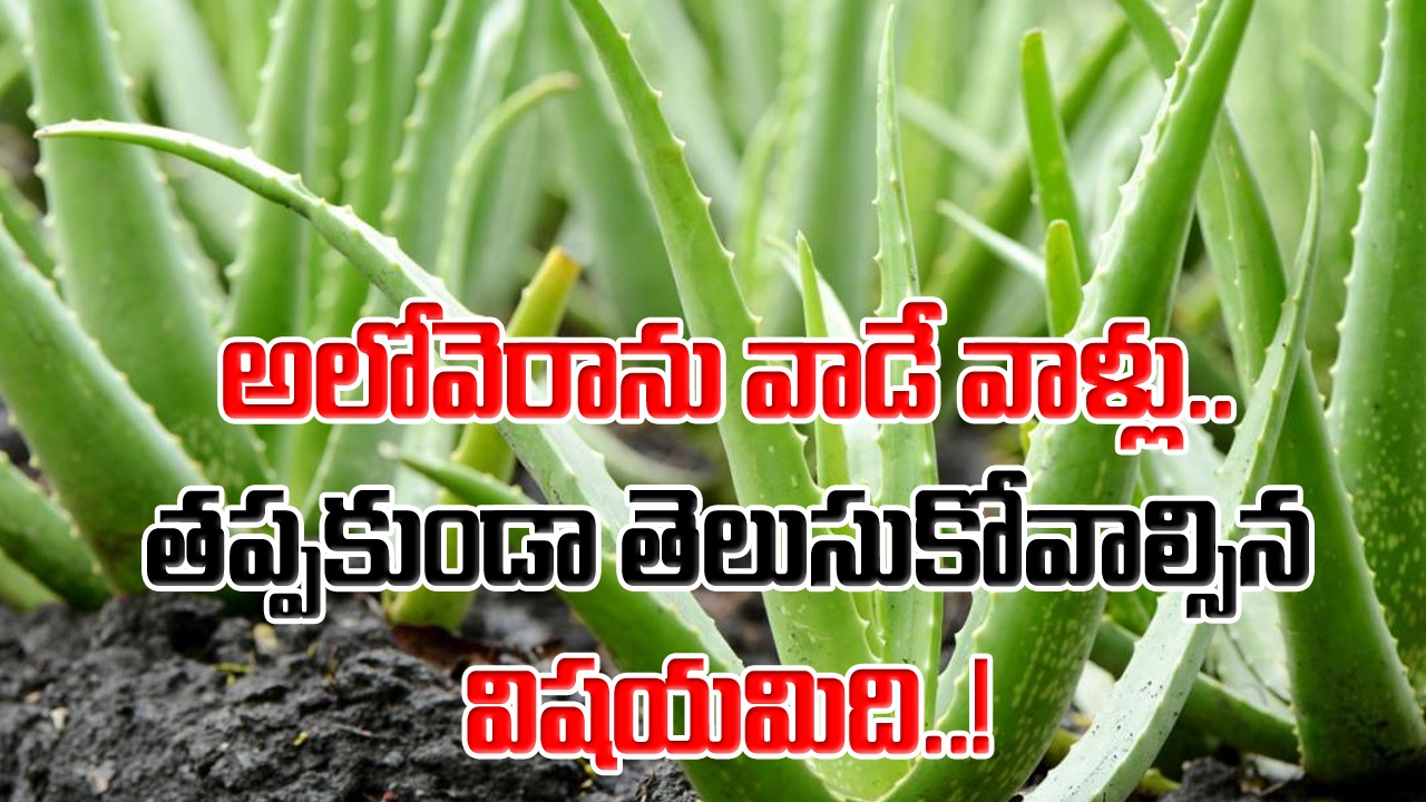 Aloe vera: అలోవెరాను వాడే అలవాటుందా..? మంచిది కదా అని అతిగా వాడితే ఏం జరుగుతుందో తెలుసా..?