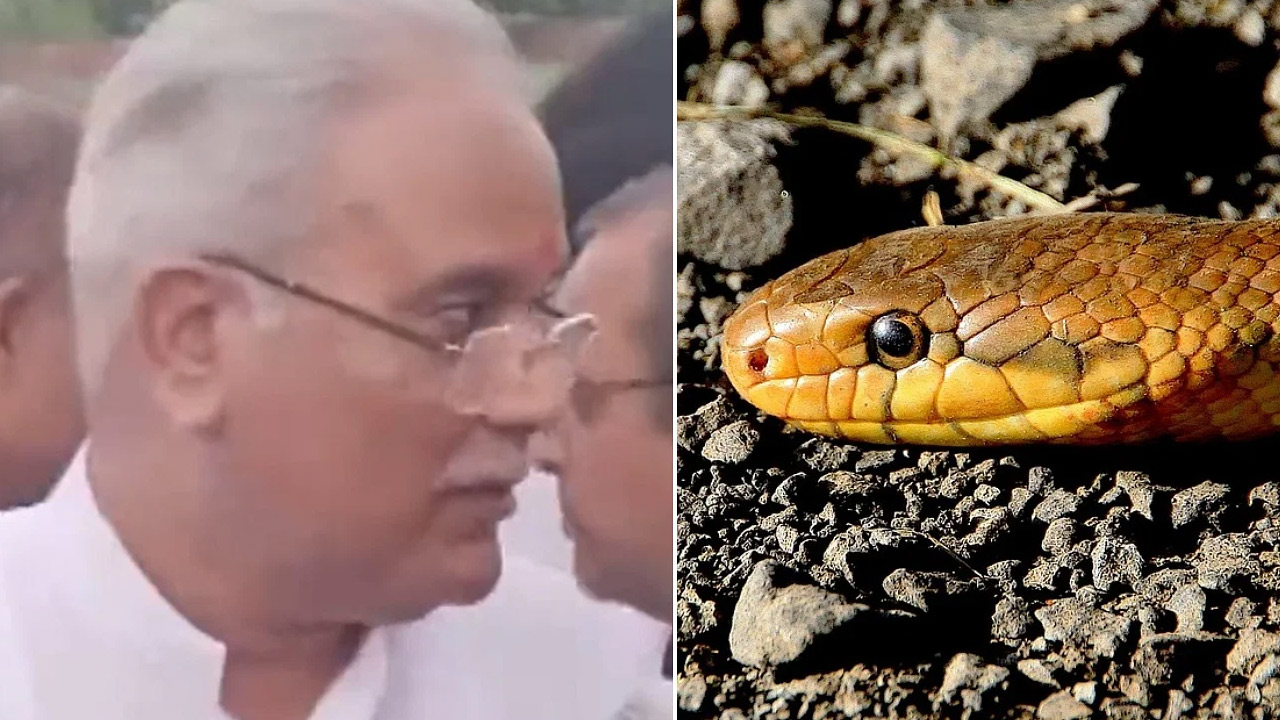 Snake Appears: సీఎం మీడియా సమావేశంలో పాము కలకలం