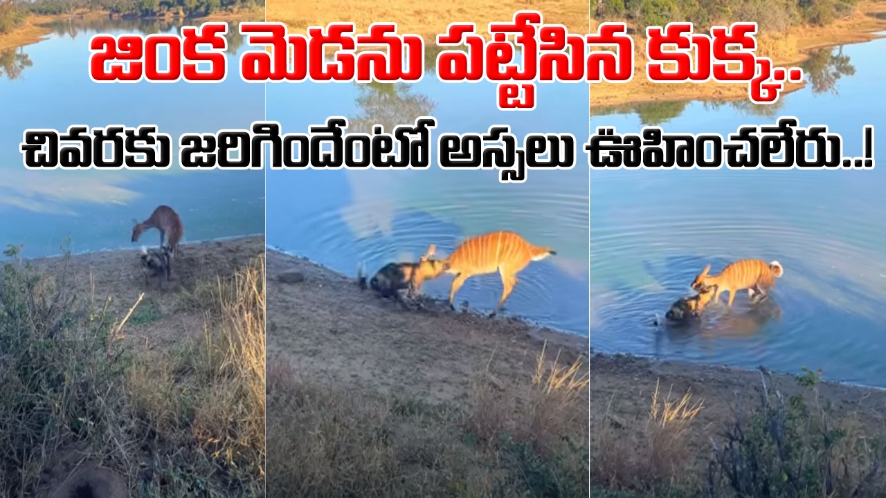 Dog vs Deer: జింక మెడను పట్టేసిన కుక్క.. ఎంత పోరాడినా పట్టువిడవని శునకం.. చివరకు ఏం జరిగిందో మీరే చూడండి..!