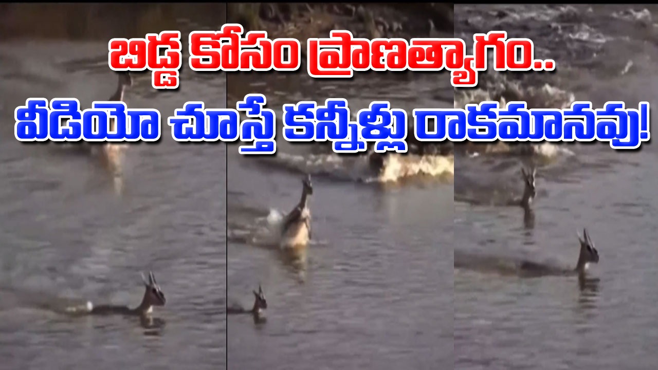 Viral Video: ఈ వీడియో చూస్తే కన్నీళ్లు రాకమానవు.. మొసలి బారి నుంచి బిడ్డను కాపాడేందుకు ప్రాణత్యాగం.. వీడియో వైరల్!