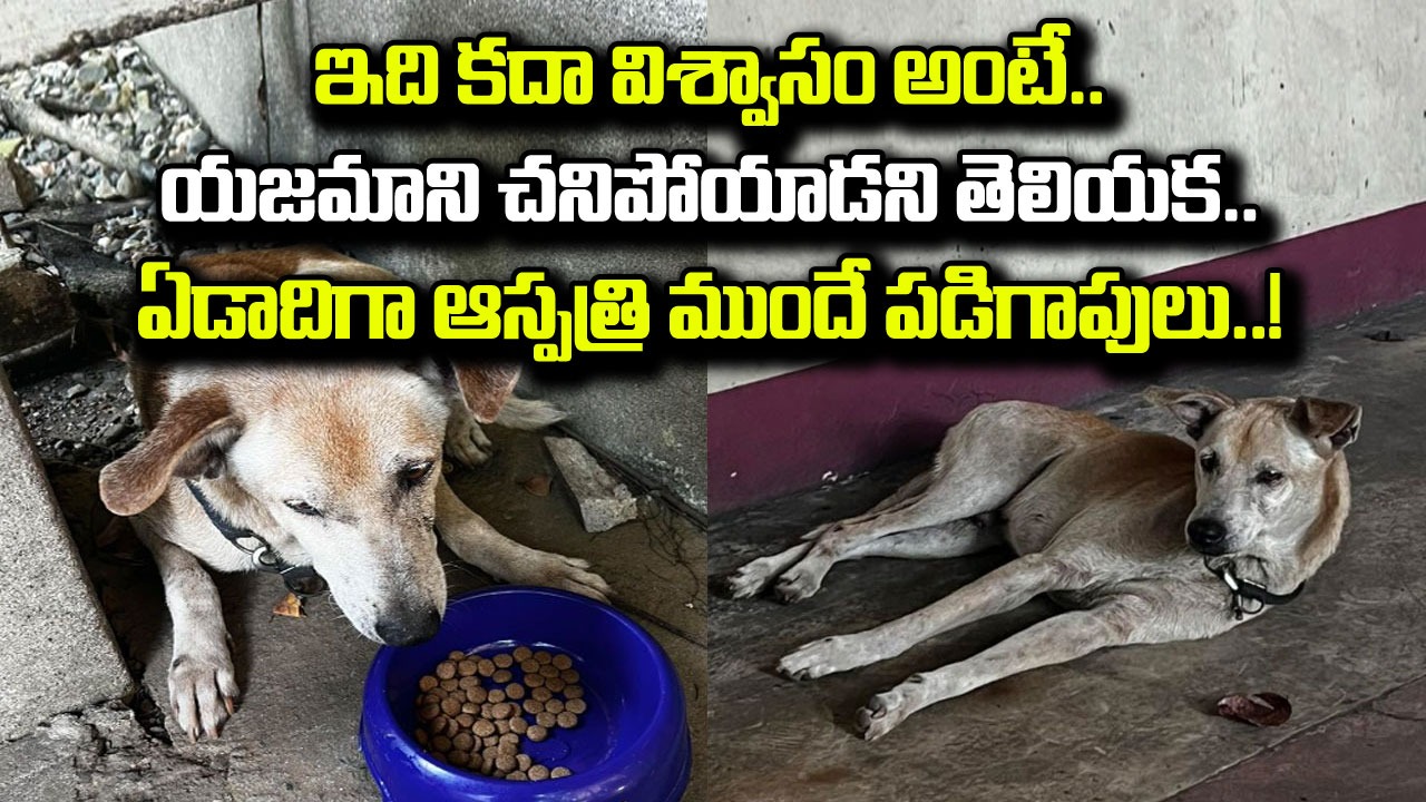 Viral News: యజమాని చనిపోయాడని తెలియక.. ఏడాది నుంచి ఆస్పత్రి ముందే పడిగాపులు కాస్తున్న కుక్క..