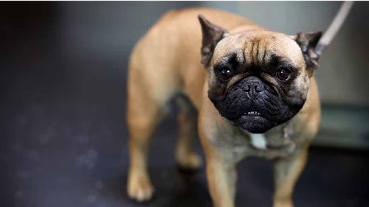 Dog Decease in UK:యూకేలో శునకాల వ్యాధి బారిన పడుతున్న జనం.. 
