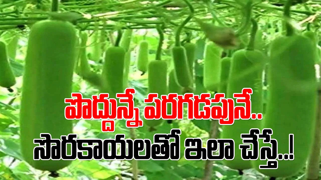 Health Tips: సొరకాయలతో కూరలు చేస్తే తినని వాళ్లు కూడా.. ఈ విషయం తెలిస్తే వాటిని యమా వాడేస్తారు..!