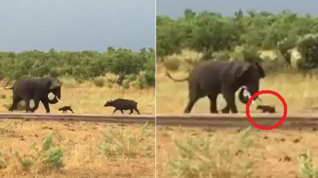 Baby Buffalo vs Elephant: ఏనుగుపై లేగదూడ అటాక్.. కంగారుగా పరుగెత్తుకుంటూ వచ్చిన తల్లి గేదె.. చివరకు..!