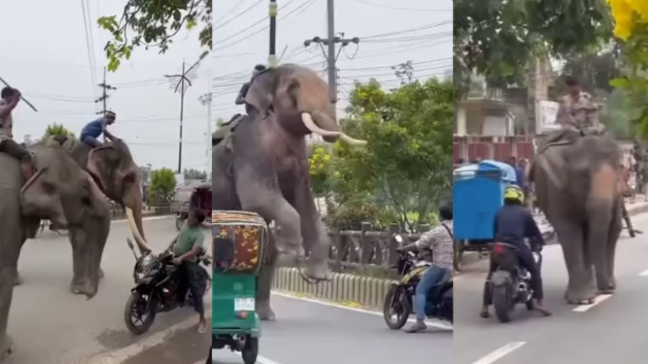 Viral Video: ఏనుగులతో ఇలా అడుక్కోవడం ఎక్కడైనా చూశారా.. పట్ట పగలు నాలుగు రోడ్ల కూడళ్లలో వీరు చేస్తున్న పని చూడండి.. 