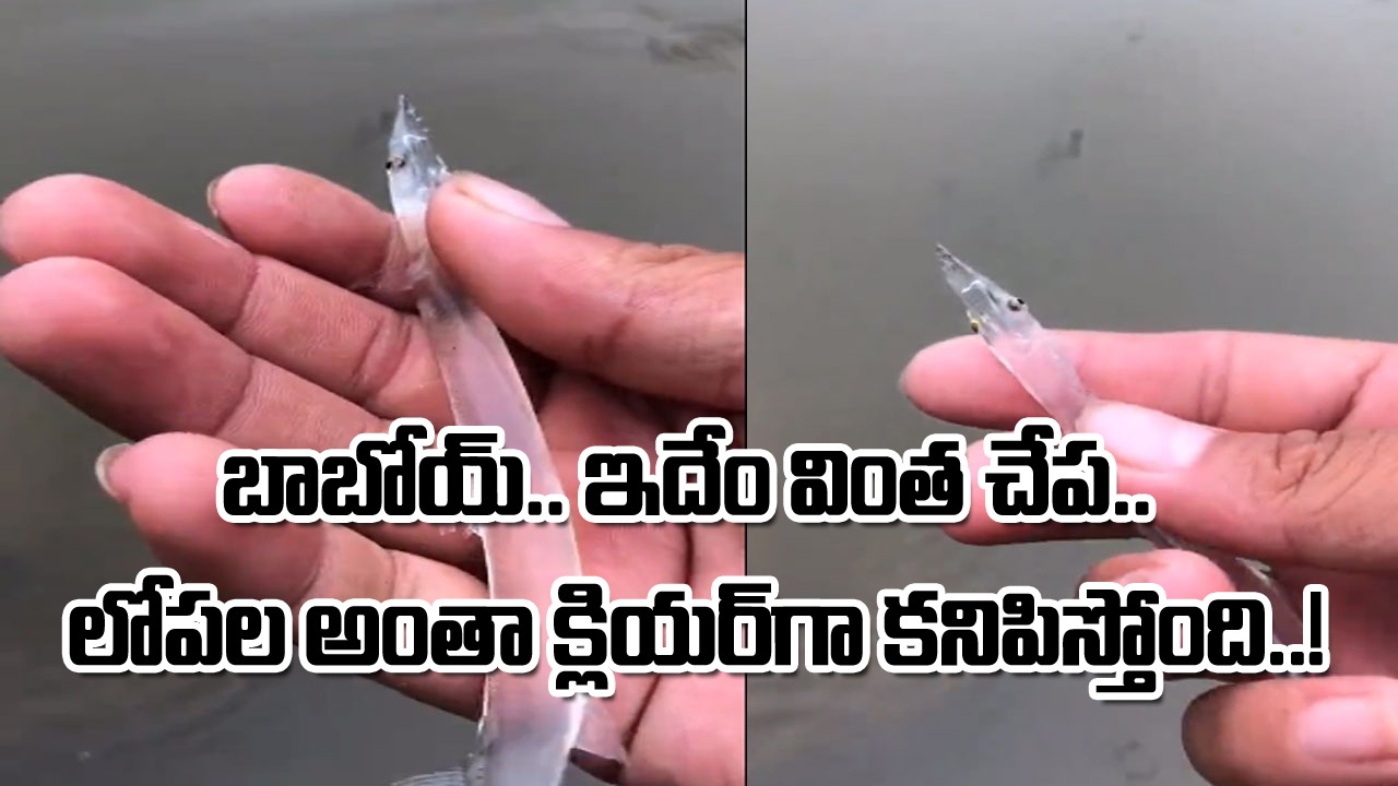 Rare Transparent Fish: ఇలాంటి చేపను ఎక్కడా చూసుండరు.. కళ్లు తప్ప ఆ చేపకు మిగతా అవయవాలు లేవా..?