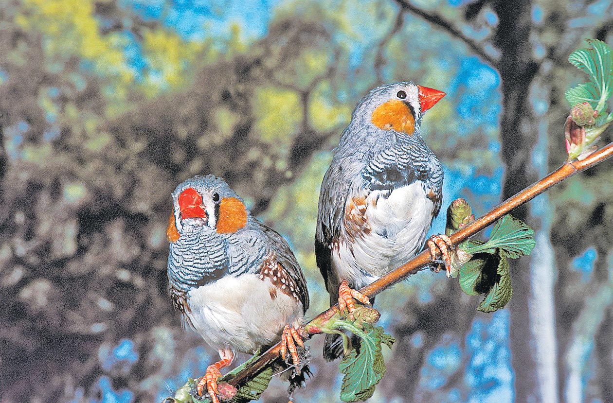 Zebra finch: మీకు తెలుసా?