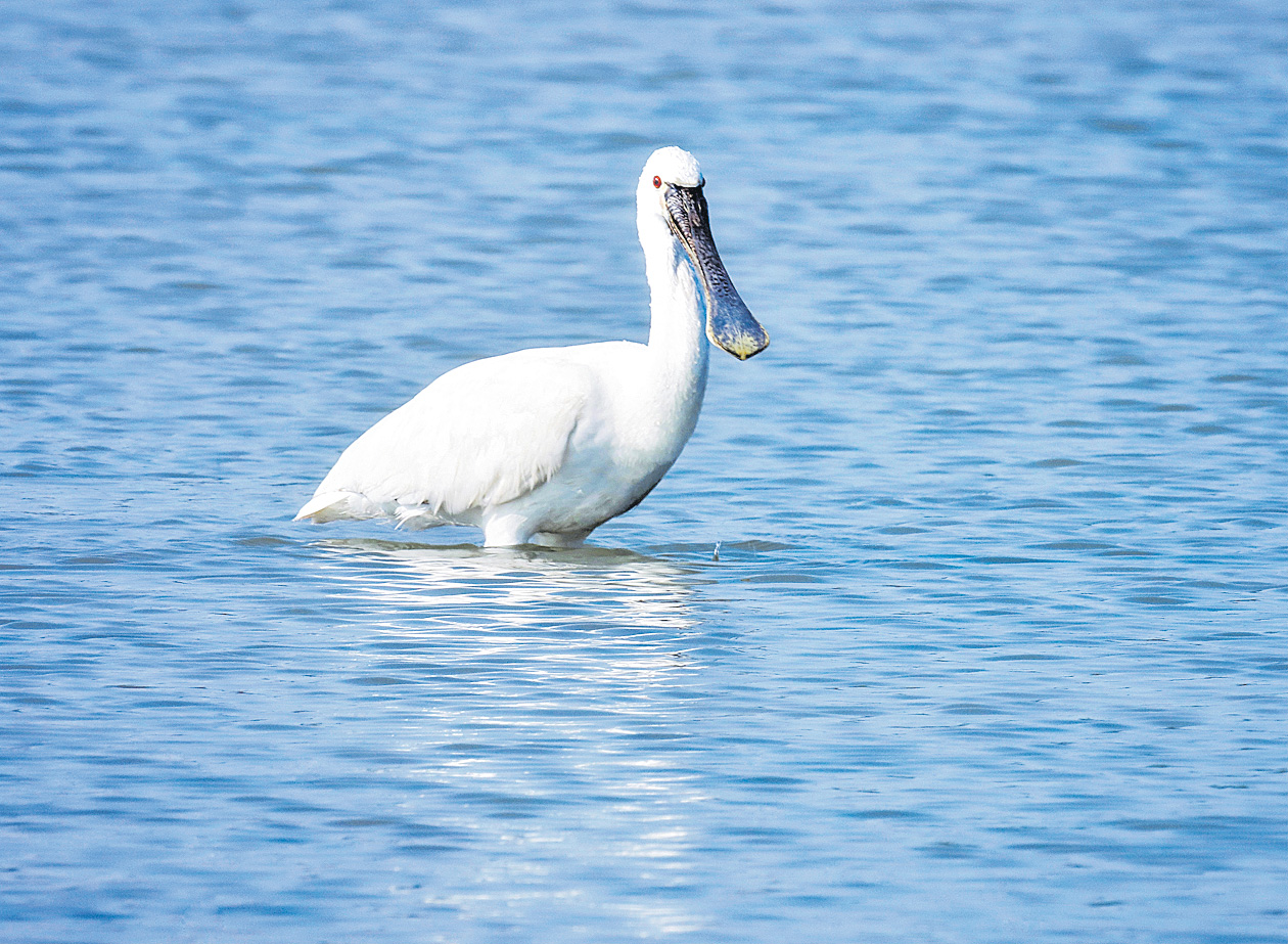 Black-faced spoonbill: మీకు తెలుసా?