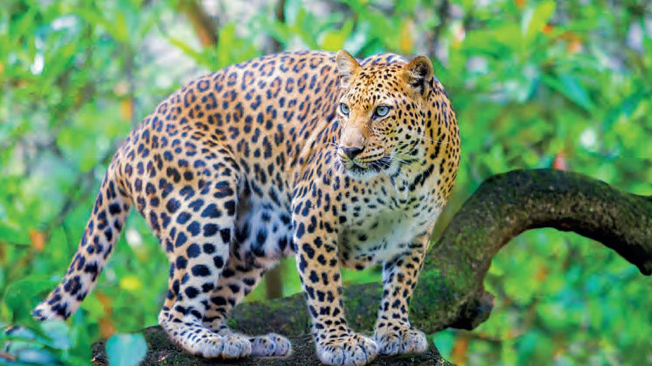 శ్రీశైలం సమీపంలోని పాలధార-పంచదార వద్ద చిరుతపులి సంచారం 