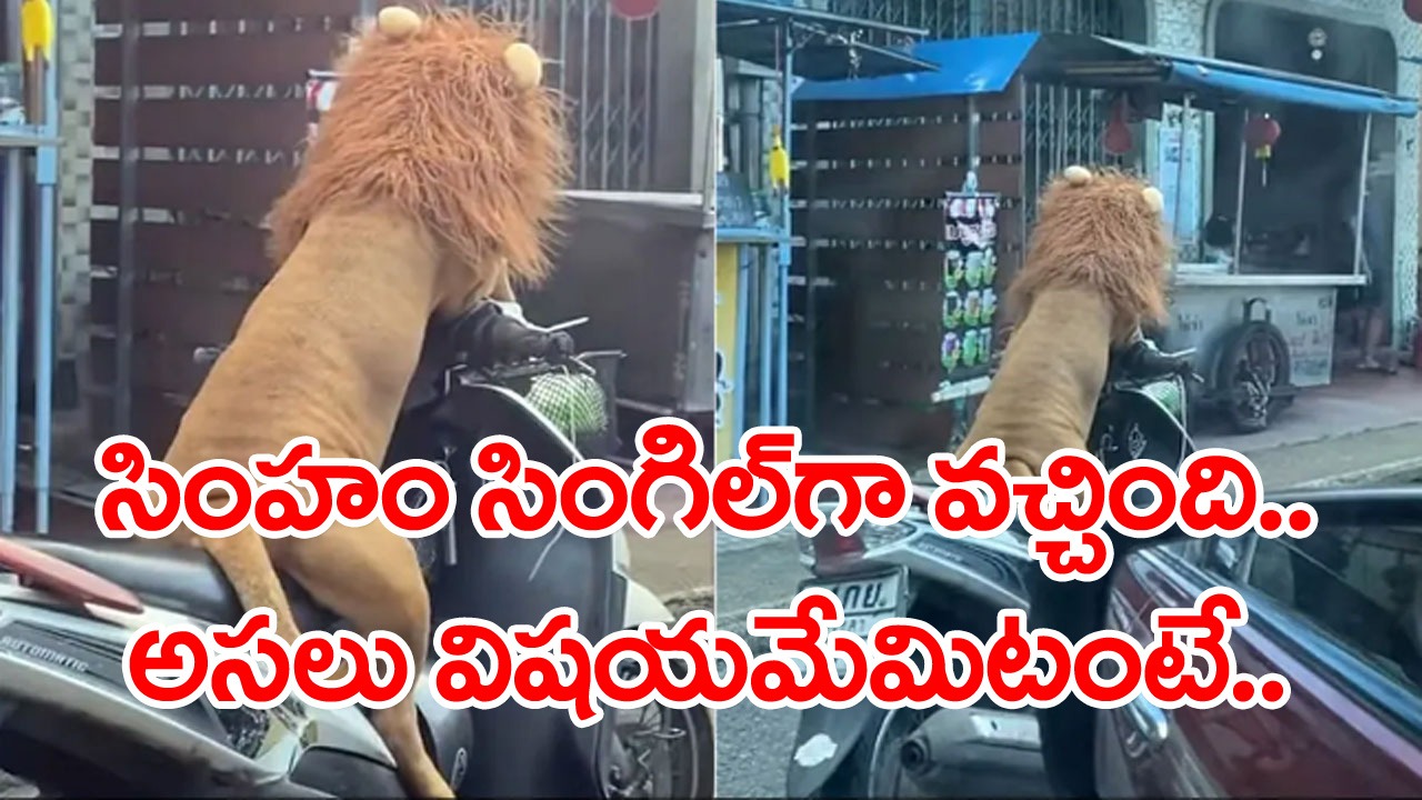 Viral Video: సింహం సింగిల్‌గా వచ్చింది.. బైక్‌పై దర్జాగా కూర్చున్న దాన్ని చూసి అందరూ షాక్.. అసలు విషయమేమిటంటే..