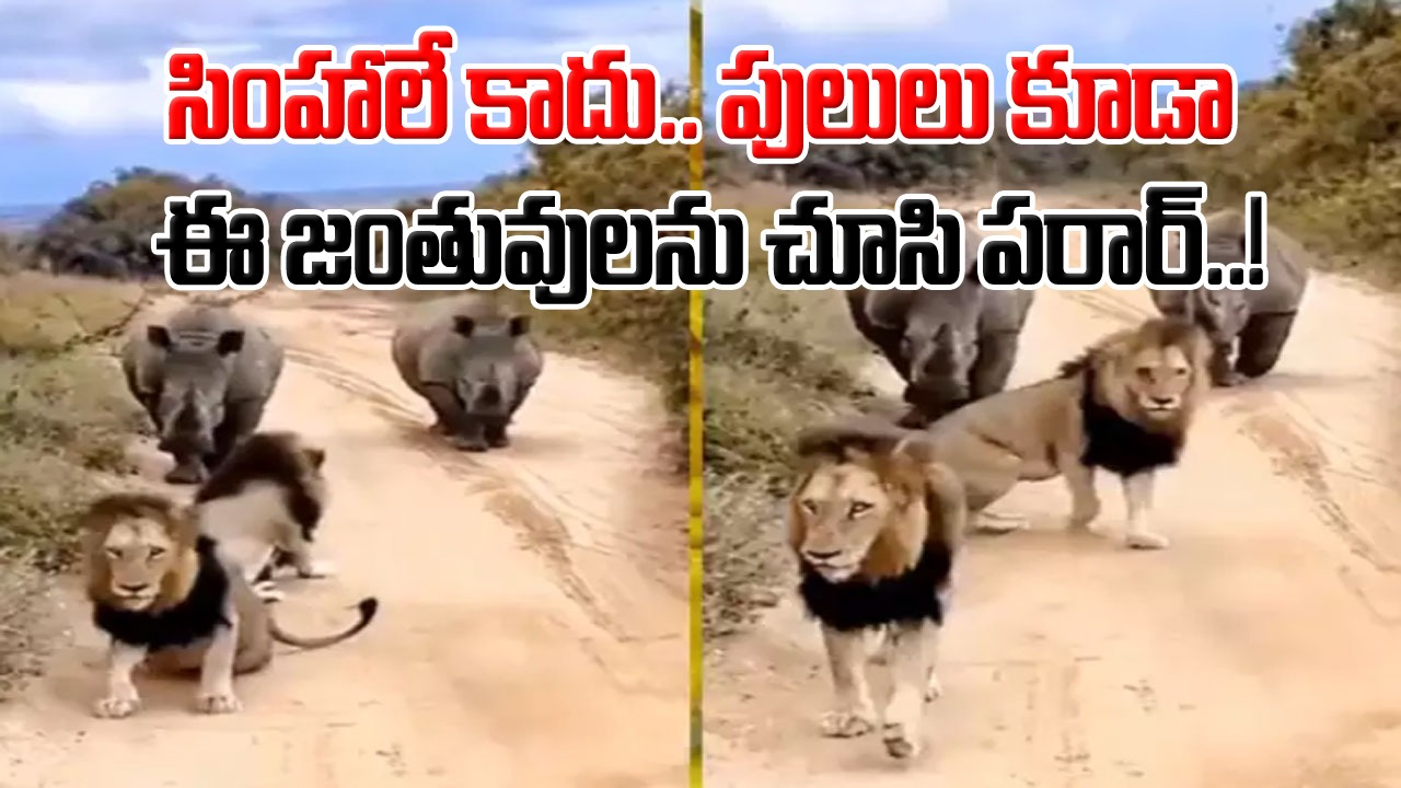 Viral Video: అడవికి రారాజు సింహం కాదండోయ్.. పులులు కూడా కాదు.. ఈ వీడియో చూస్తే అసలు కింగ్ ఎవరో తేలిపోవడం పక్కా..!