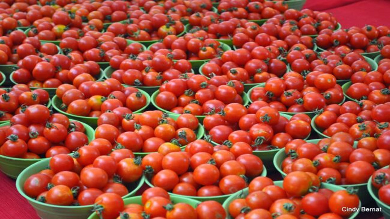 Tomato: టమోటా కిలో రూ.60