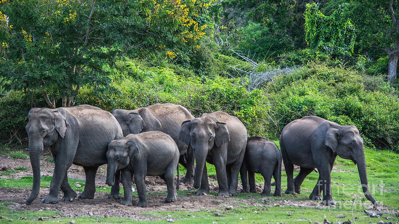 Elephants: రాష్ట్రంలో మొత్తం ఏనుగుల సంఖ్య ఎంతో తెలుసా...