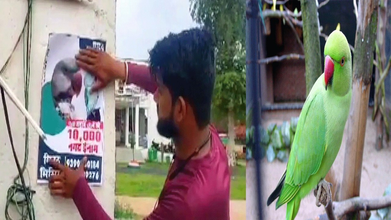 Parrot Missing: నా చిలుక తప్పిపోయింది.. వెతికి తెచ్చిన వాళ్లకు రూ.10 వేల నజరానా.. అంటూ పోస్టర్లు.. ఏంటా అని ఆరా తీస్తే..!