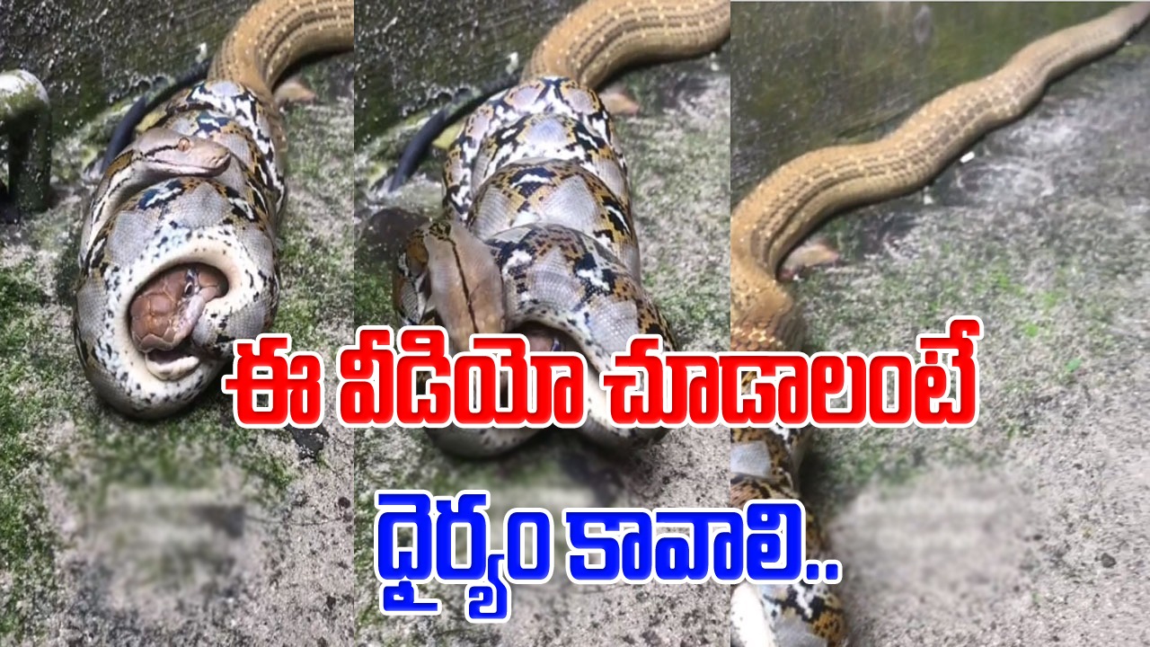 Shocking Video: భయస్థులు ఈ వీడియో చూడకండి.. ఓ కొండచిలువను మరకొటి ఎలా మింగేస్తోందో.. షాకింగ్ వీడియో వైరల్!